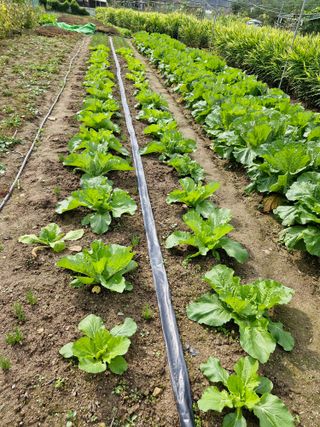 옥이네님의 배추 · 영농일지 작성글 사진