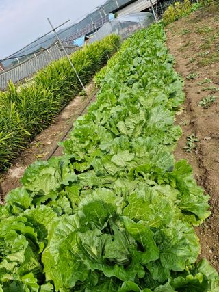 옥이네님의 배추 · 영농일지 작성글 사진