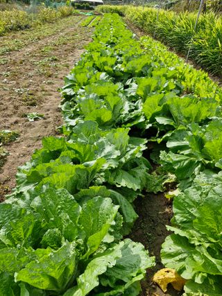 옥이네님의 배추 · 영농일지 작성글 사진