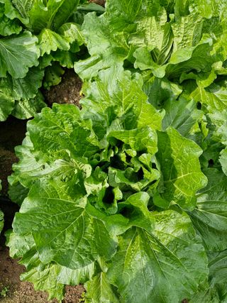 옥이네님의 배추 · 영농일지 작성글 사진