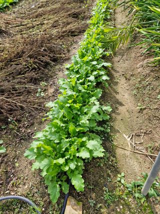 옥이네님의 배추 · 영농일지 작성글 사진