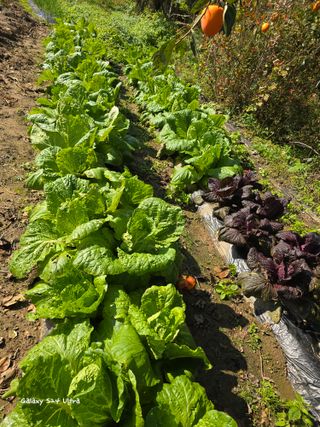 ♡청심전유삼♡님의 자유주제 · 자유게시판 작성글 사진