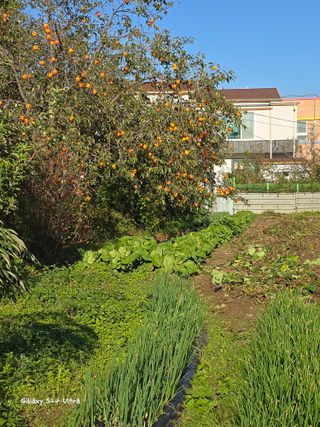 ♡청심전유삼♡님의 자유주제 · 자유게시판 작성글 사진