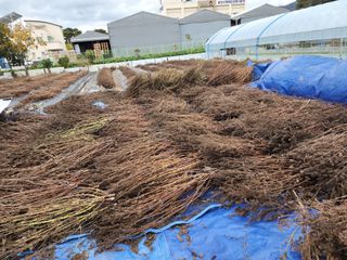 아침못자연농원님의 들깨 · 영농일지 작성글 사진