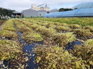 아침못자연농원님의 들깨 · 영농일지 작성글 사진