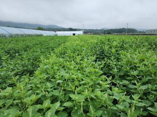 아침못자연농원님의 들깨 · 영농일지 작성글 사진