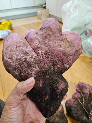 고북면공심채 농인님의 작성글 사진