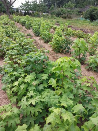 서산팔봉농원님의 기타작물 · 영농일지 작성글 사진