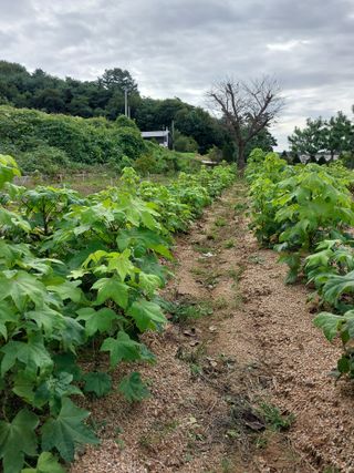 서산팔봉농원님의 기타작물 · 영농일지 작성글 사진
