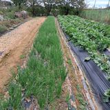 팜모닝 배추·영농일지 게시글 이미지