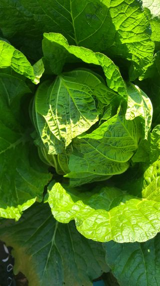 백창석님의 배추 · 영농일지 작성글 사진