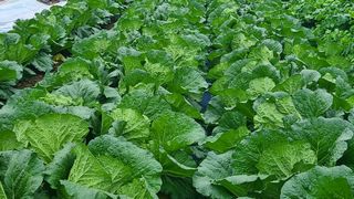 백창석님의 배추 · 영농일지 작성글 사진