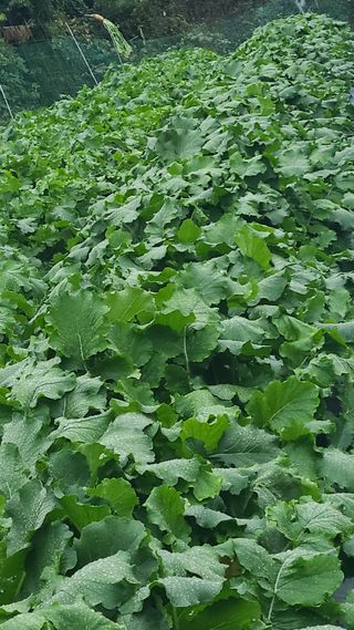 백창석님의 배추 · 영농일지 작성글 사진