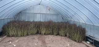 정지덕님의 들깨 · 영농일지 작성글 사진