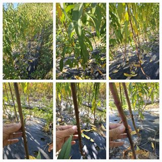 뿌리묘목농원님의 자유주제 · 자유게시판 작성글 사진