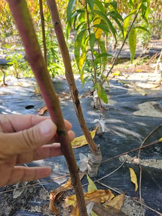 뿌리묘목농원님의 자유주제 · 자유게시판 작성글 사진