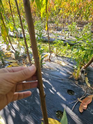 뿌리묘목농원님의 자유주제 · 자유게시판 작성글 사진