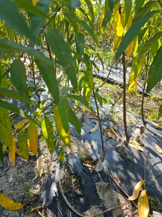 뿌리묘목농원님의 자유주제 · 자유게시판 작성글 사진