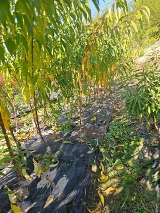 뿌리묘목농원님의 자유주제 · 자유게시판 작성글 사진