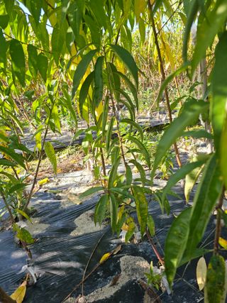 뿌리묘목농원님의 자유주제 · 자유게시판 작성글 사진