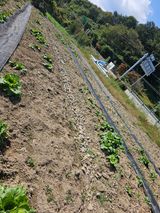 팜모닝 자유주제·자유게시판 게시글 이미지