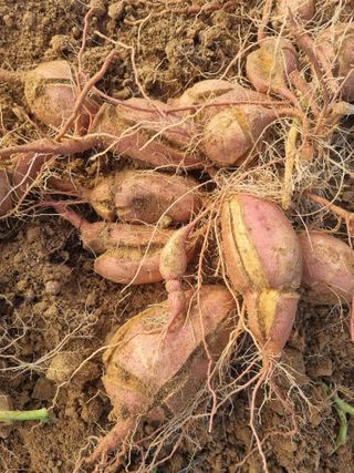 지성수 님의 농사, 무엇이든 물어보세요! · 참여글 작성글 사진