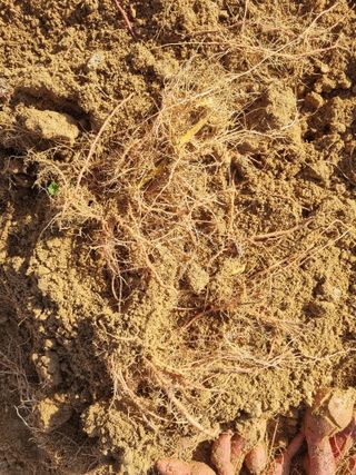 지성수 님의 농사, 무엇이든 물어보세요! · 참여글 작성글 사진