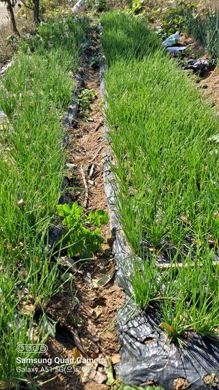 MSG0074님의 자유주제 · 자유게시판 작성글 사진