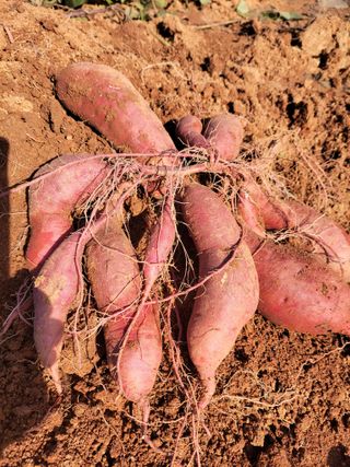 촌아지매님의 작성글 사진