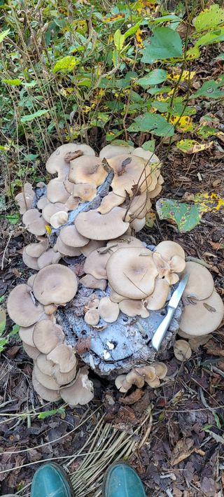 김정은님의 버섯 · 영농일지 작성글 사진