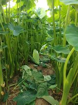 팜모닝 기타작물·영농일지 게시글 이미지