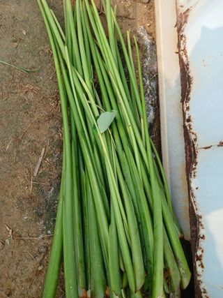 화성단삼님의 기타작물 · 영농일지 작성글 사진