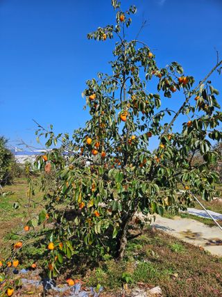 전법님의 자유주제 · 자유게시판 작성글 사진