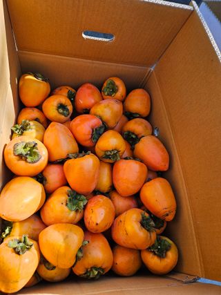 전법님의 자유주제 · 자유게시판 작성글 사진