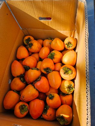 전법님의 자유주제 · 자유게시판 작성글 사진