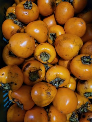 초보농 유경님의 자유주제 · 자유게시판 작성글 사진