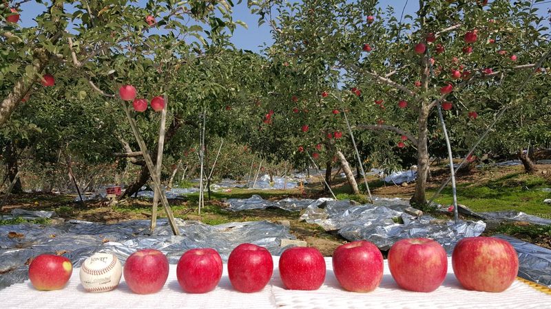 자재스토어님의 장터 판매 상품 [경북 부사 사과 꿀사과 황금사과 시나노골드 못난이 흠집] 첨부 사진