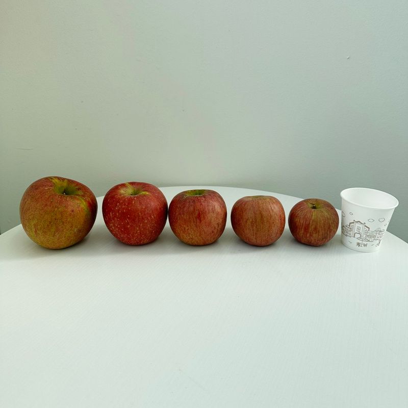 자재스토어님의 장터 판매 상품 [경북 부사 사과 꿀사과 황금사과 시나노골드 못난이 흠집] 첨부 사진