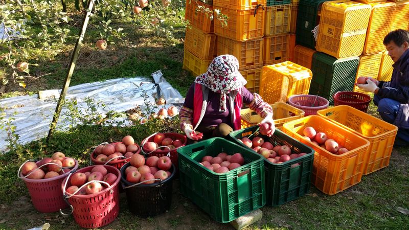 자재스토어님의 장터 판매 상품 [경북 부사 사과 꿀사과 황금사과 시나노골드 못난이 흠집] 첨부 사진