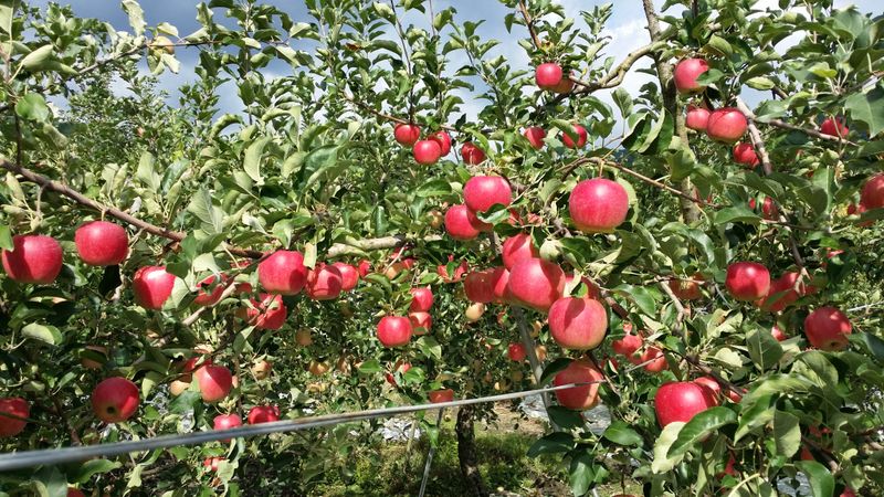 자재스토어님의 장터 판매 상품 [경북 부사 사과 꿀사과 황금사과 시나노골드 못난이 흠집] 첨부 사진