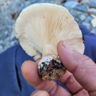 여우내 이순홍님의 자유주제 · 자유게시판 작성글 사진