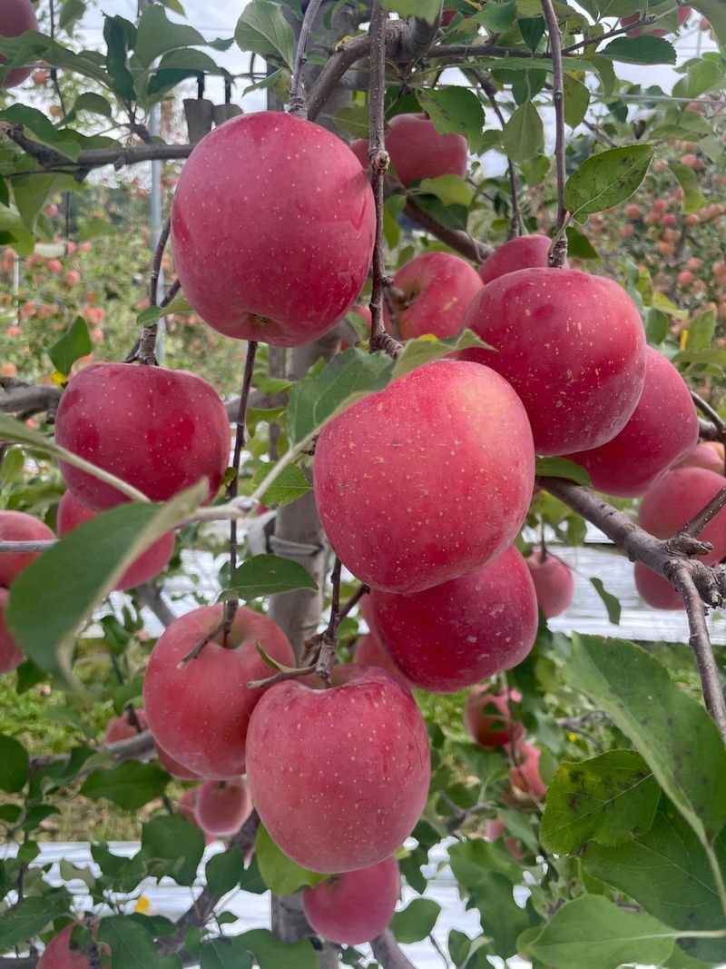 장터 상품 [부사사과] 썸네일