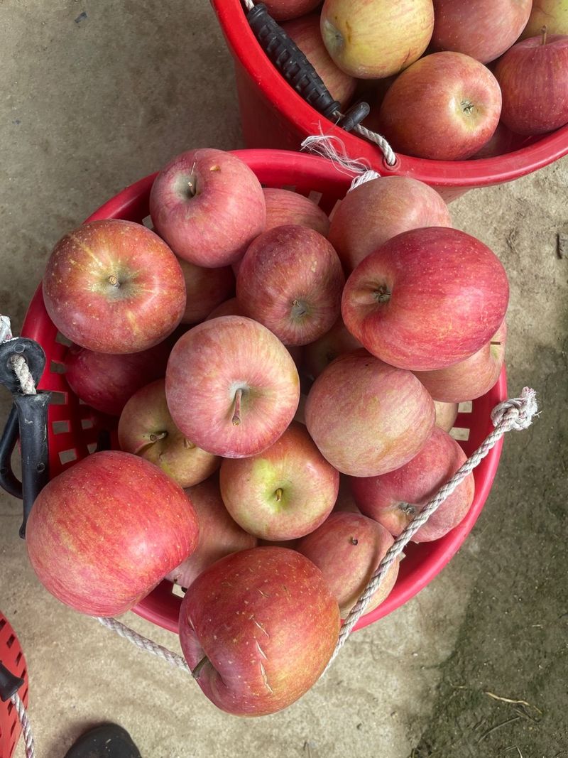 아침엔사과농원님의 장터 판매 상품 [부사사과] 첨부 사진