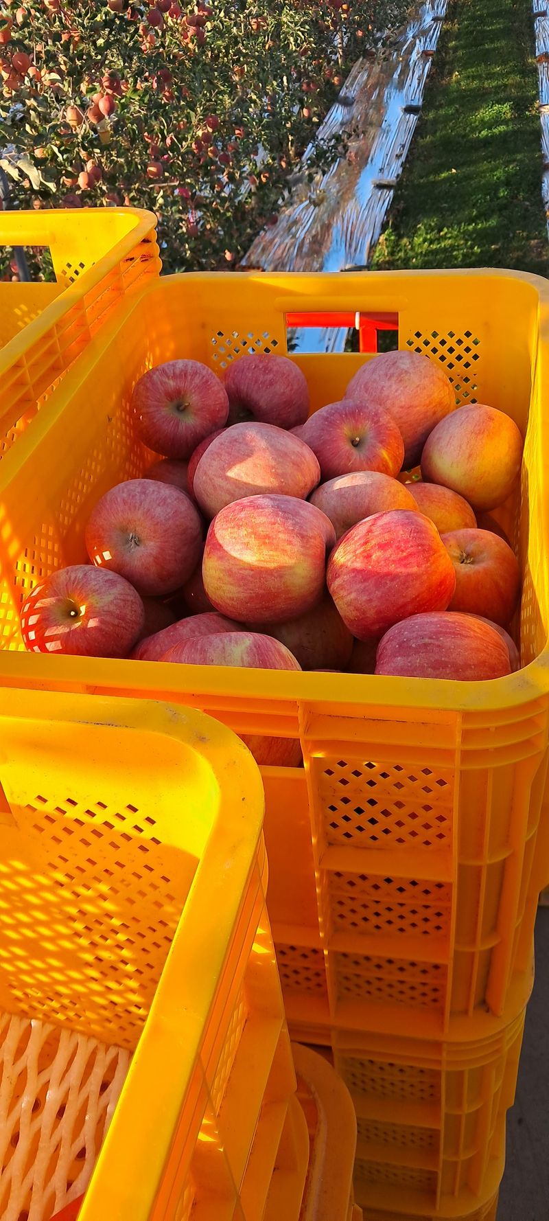 아침엔사과농원님의 장터 판매 상품 [부사사과] 첨부 사진