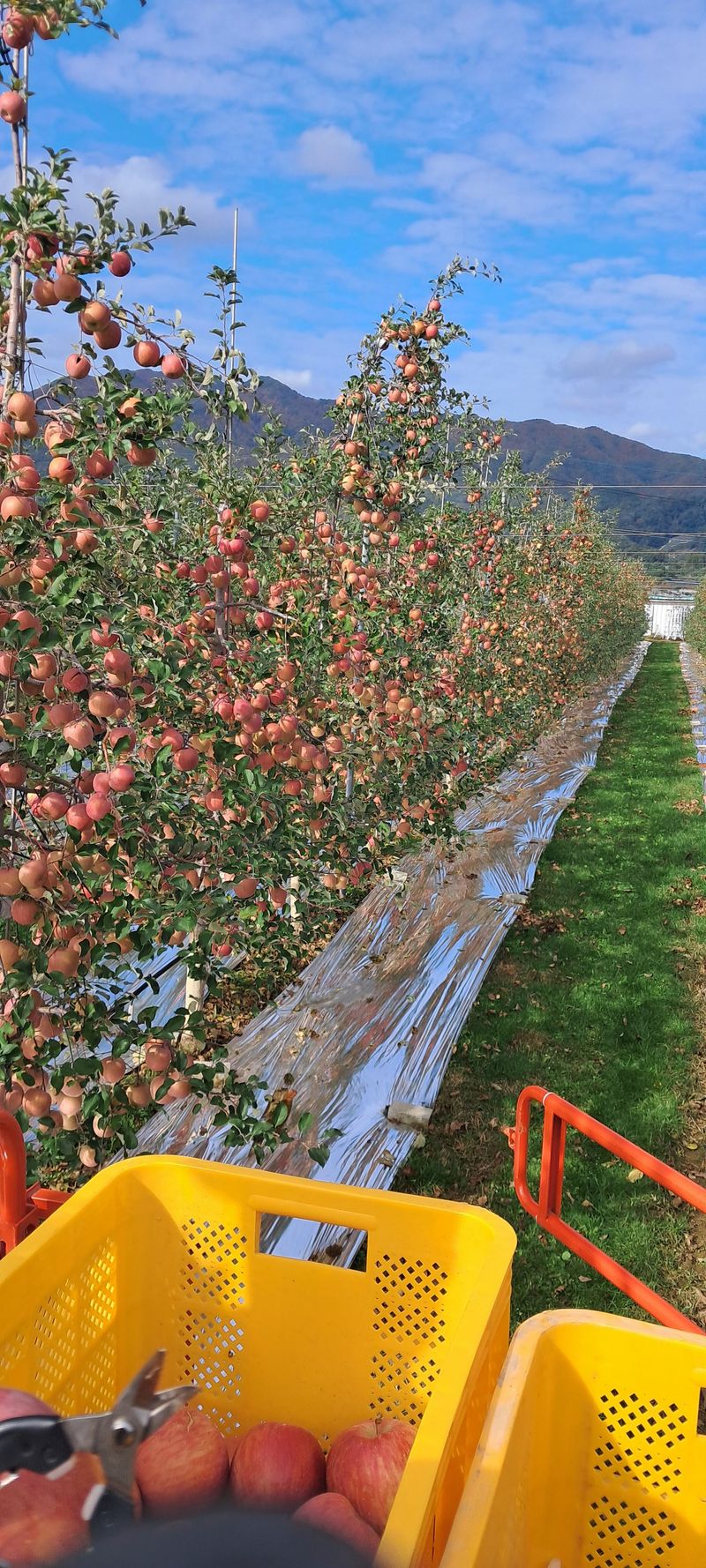 아침엔사과농원님의 장터 판매 상품 [부사사과] 첨부 사진