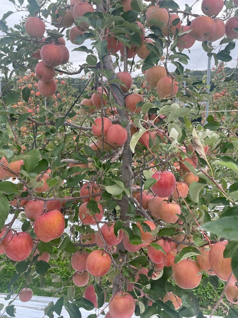 아침엔사과농원님의 장터 판매 상품 [부사사과] 첨부 사진