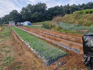 신영철(충남청양군)님의 마늘 · 영농일지 작성글 사진