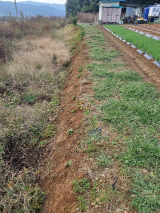 신영철(충남청양군)님의 마늘 · 영농일지 작성글 사진