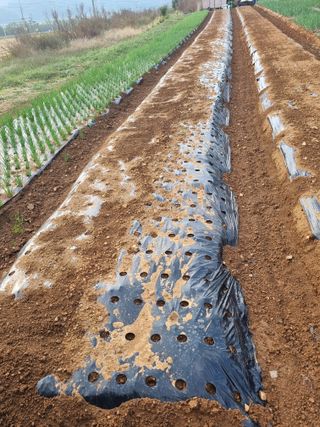 신영철(충남청양군)님의 마늘 · 영농일지 작성글 사진