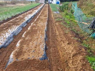 신영철(충남청양군)님의 마늘 · 영농일지 작성글 사진